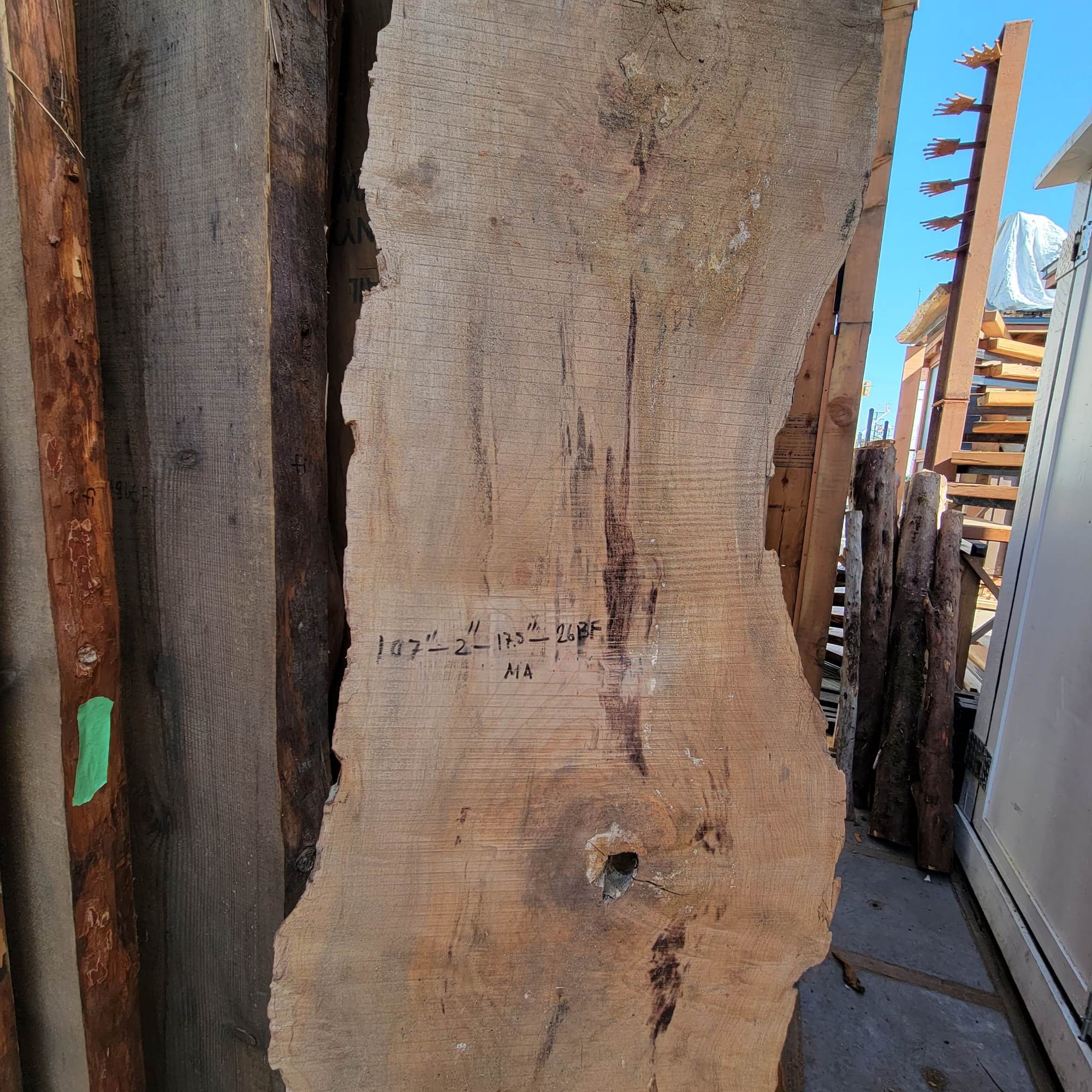 Big Leaf Maple